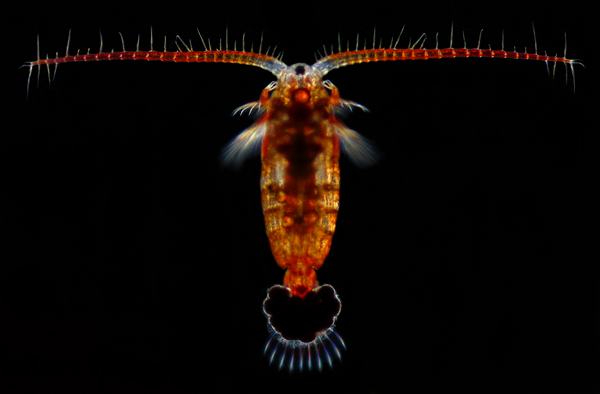 Photo of Aglaodiaptomus leptopus by Ian Gardiner